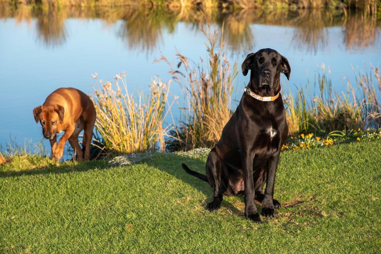 Hudson Manor - Entabeni, Knysna Bed & Breakfast Bagian luar foto